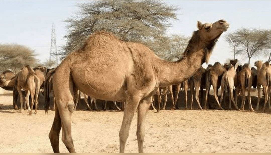 بردسکن، پیشتاز شترداری در کشور