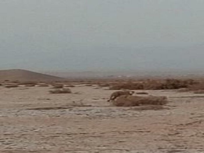 ششمین مشاهده امسال یوزپلنگ در خراسان رضوی ثبت شد