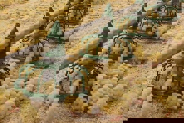 هشدار نماینده بیرجند درباره تضعیف صنعت مرغداری در خراسان جنوبی