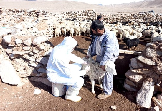 اجرای مرحله دوم واکسیناسیون تب برفکی در دام‌های خراسان جنوبی