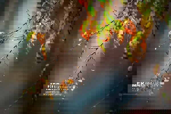 کاهش دما در راه است؛پیش بینی بارش های رگباری در خراسان رضوی