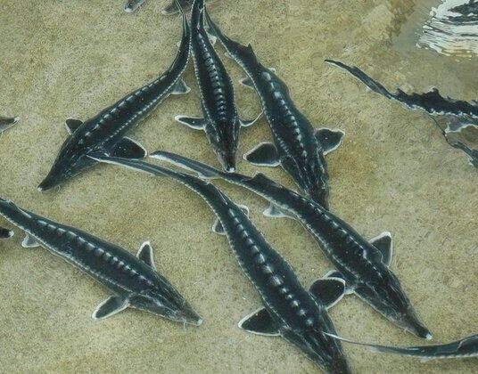 پیام خراسان