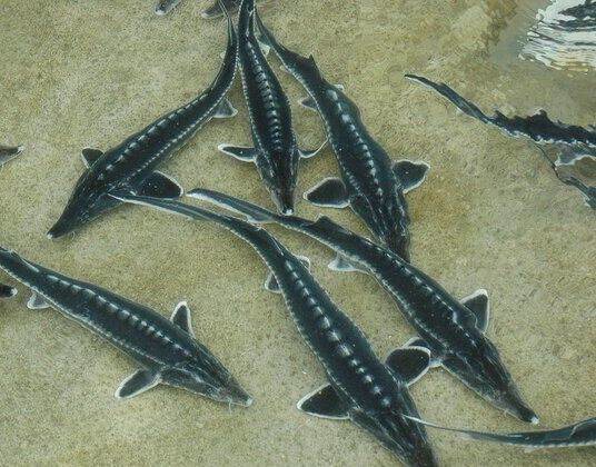 سبزوار، پیشرو در تولید و صادرات خاویار