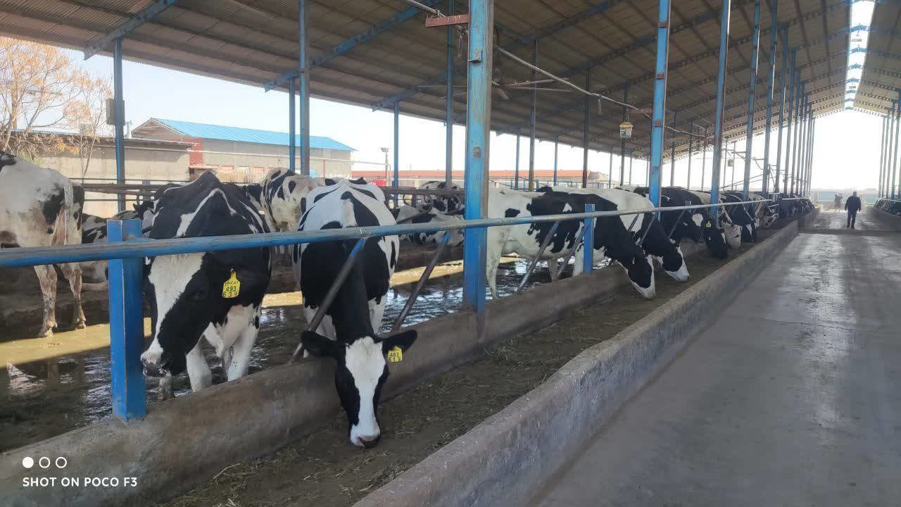 سبزوار؛ قطب تولید شیر و گوشت قرمز در غرب خراسان رضوی