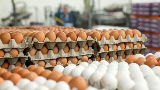 کاهش قیمت تخم مرغ در بازار
