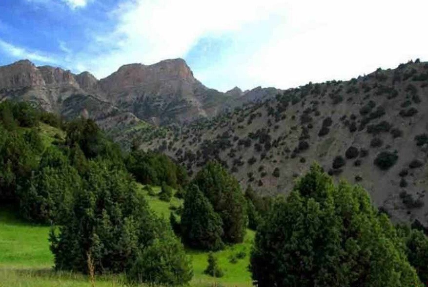 بروز آفت در درختان اُرس هزار مسجد خراسان رضوی