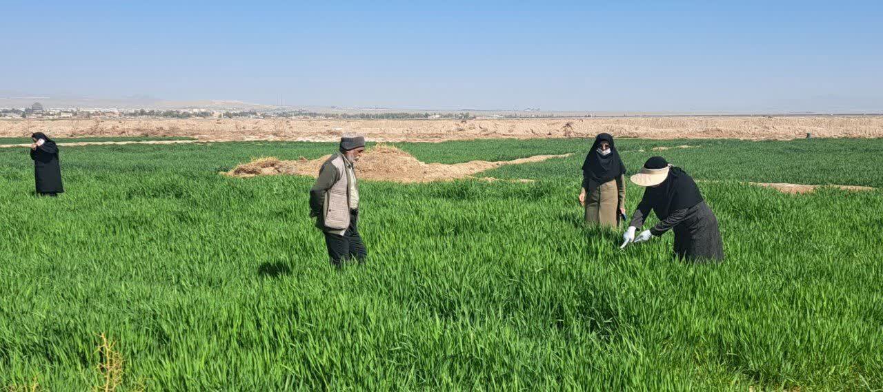 مشاهده آفت سن غلات در مزارع گندم خراسان جنوبی