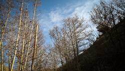 دمای هوای مشهد از فردا افزایش می یابد