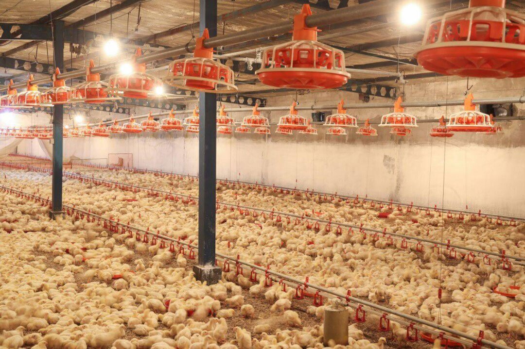 پایان طرح مراقبت فعال آنفلوانزای فوق حاد پرندگان در خراسان جنوبی