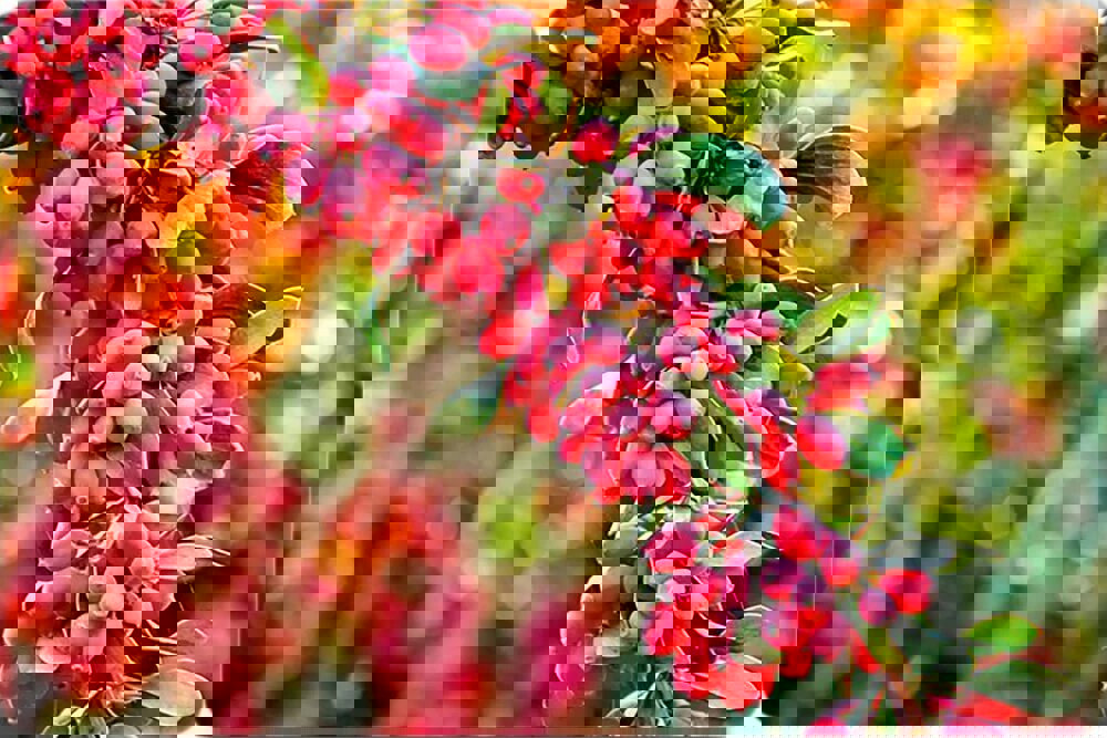 زرشک، پیشران اقتصاد بومی؛ جشنواره‌ها حلقه اول زنجیره توسعه‌اند