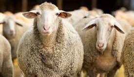 پیش بینی مشارکت ۸۵٠ میلیارد ریالی خیرین خراسان رضوی برای عید قربان