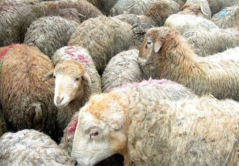 افزایش دو برابری کمک‌های نقدی خیران بیرجند در پویش نذر و قربانی