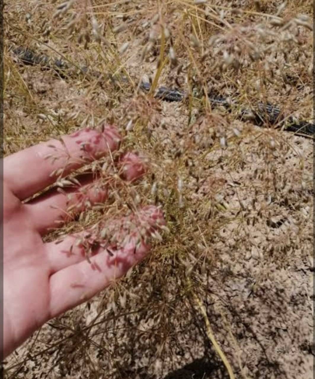 پیام خراسان