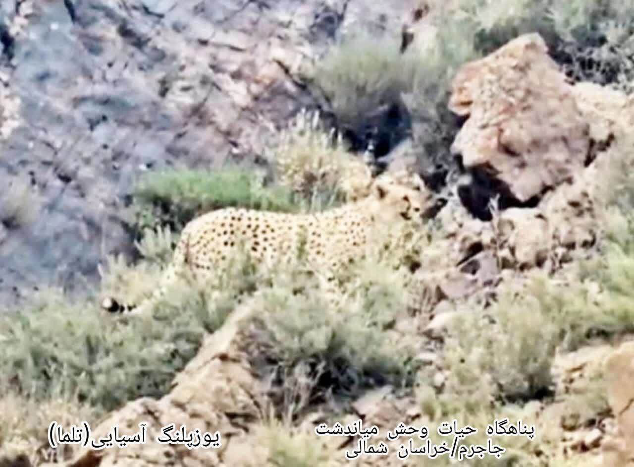یوزپلنگ تلما میهمان جدید خراسان شمالی
