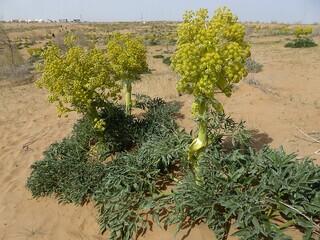 پیام خراسان
