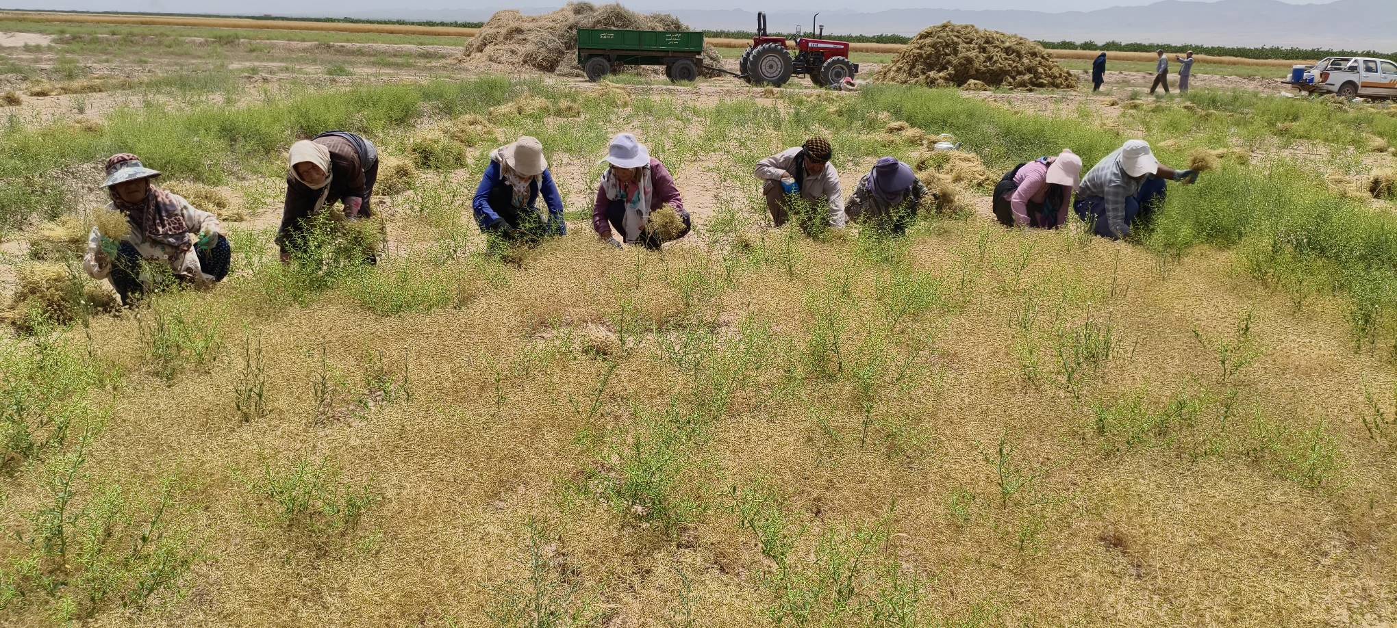پیش‌بینی برداشت ۶۰۰ تن زیره سبز درخوشاب