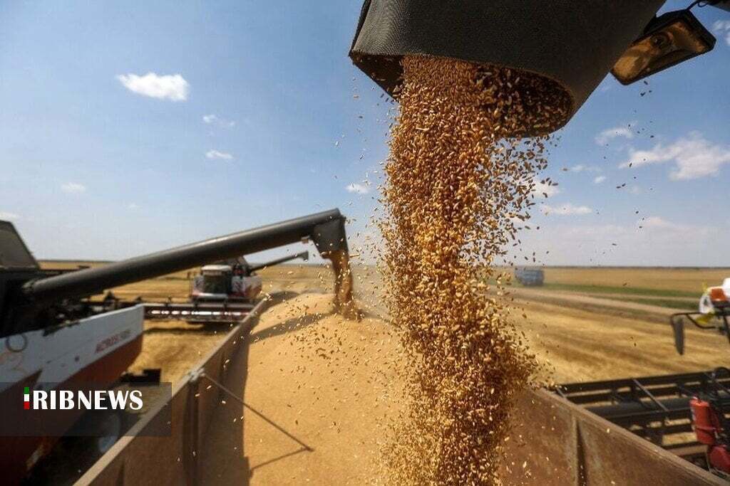 پیش بینی خرید تضمینی ۱۸۰ هزار تن گندم در خراسان‌شمالی