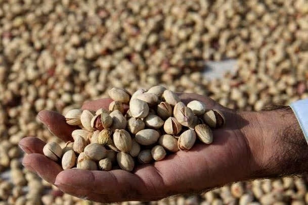۴۵ هزار تن پسته خراسان رضوی راهی بازارهای جهانی