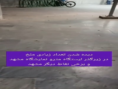 تعداد زیاد ملخ در زیرگذر ایستگاه متروی نمایشگاه مشهد