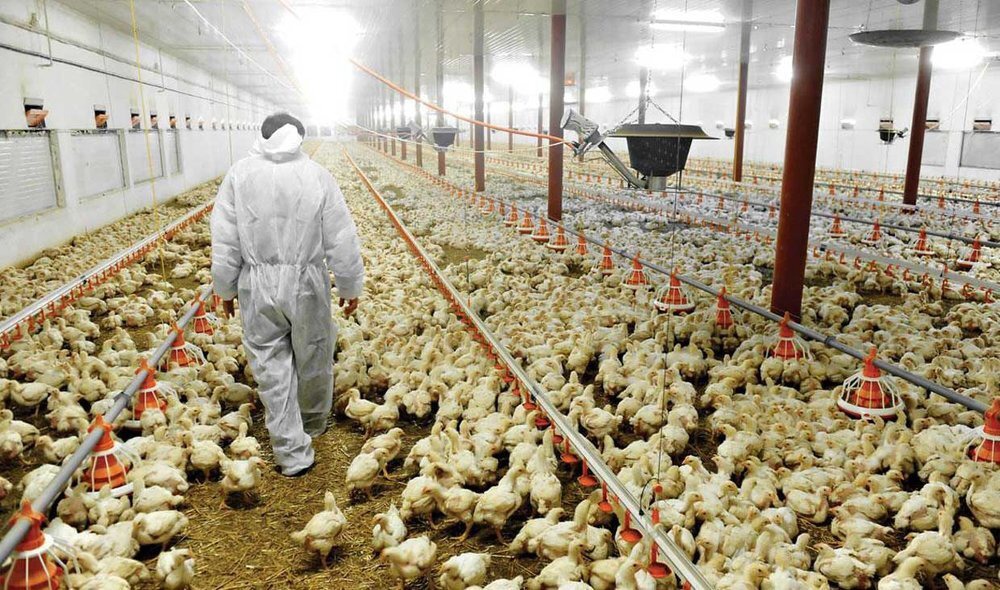 به روز رسانی تعرفه بیمه طیور از سوی صندوق بیمه کشاورزی خراسان جنوبی