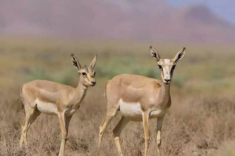 دستگیری باند قاچاق حیات وحش در سبزوار