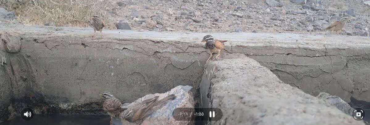 تصویر برداری از پرنده زردپره راه راه برای اولین بار در خراسان جنوبی