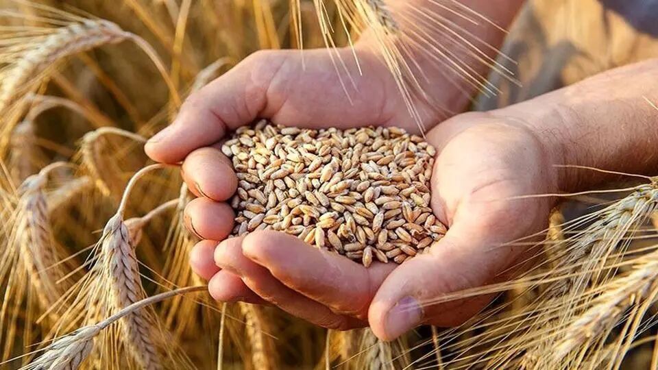 آغاز پرداخت مطالبات گندم‌کاران خراسان جنوبی