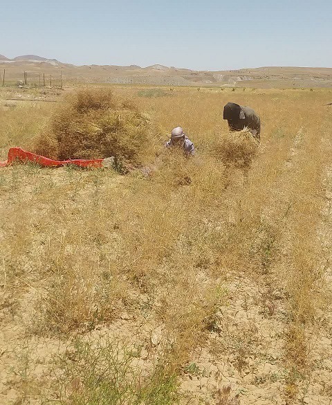 اولین برداشت طلای سیاه در خونیک تجن قائنات