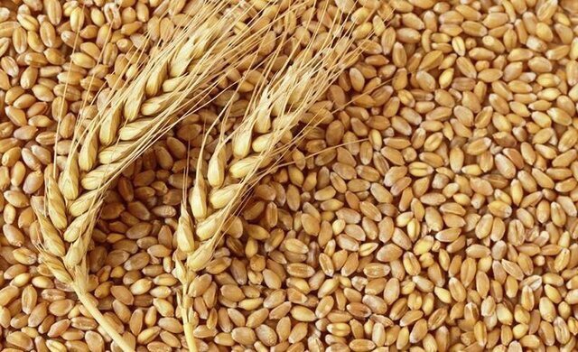 برداشت ۹ هزار تن بذر گواهی‌شده در خراسان شمالی هدف‌گذاری شد