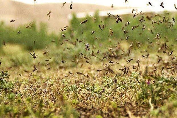 افزایش سطح آلوده به ملخ  کوهاندار به ۸۸ هزار هکتار در مراتع خراسان جنوبی