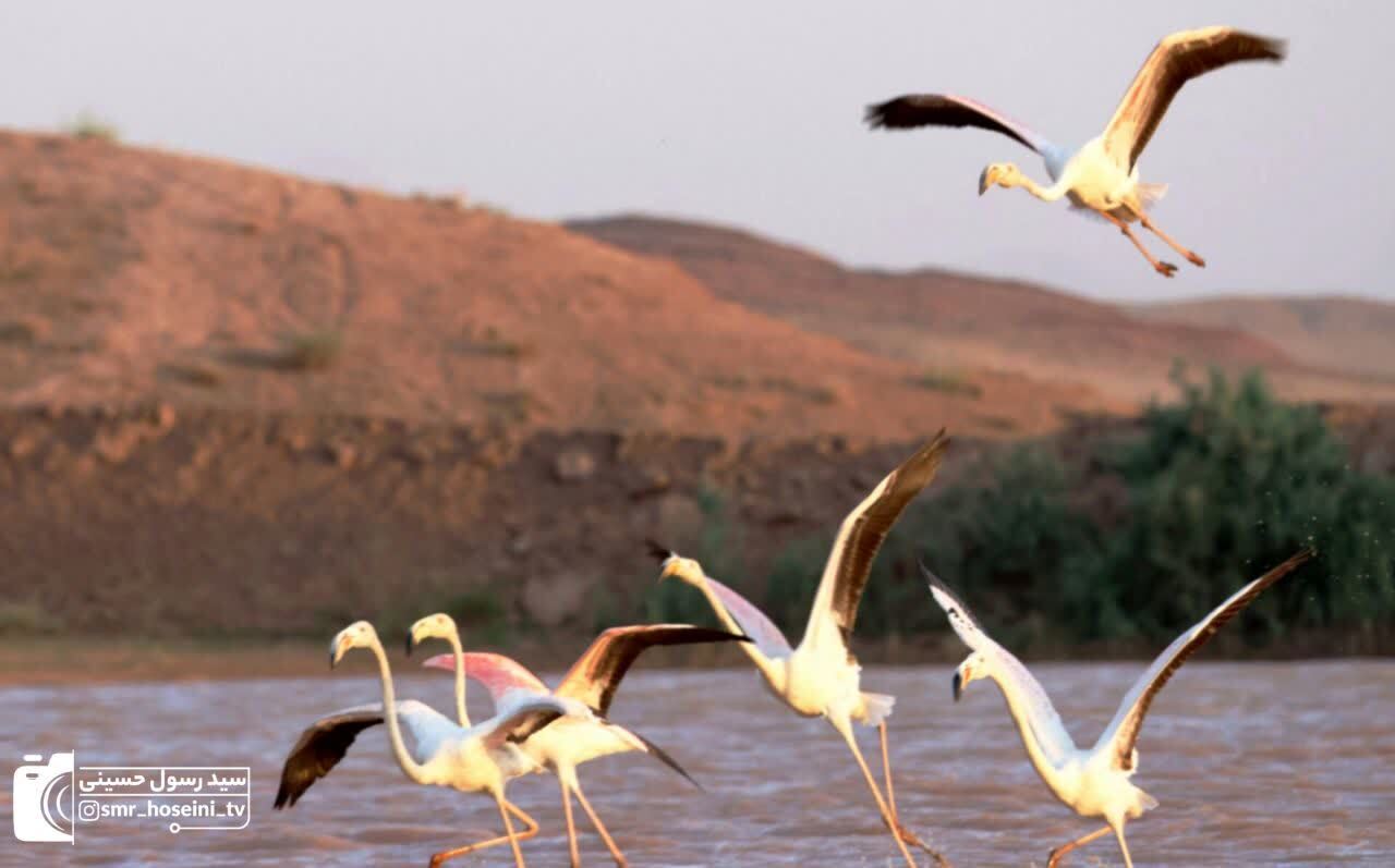 پیام خراسان