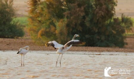 پیام خراسان