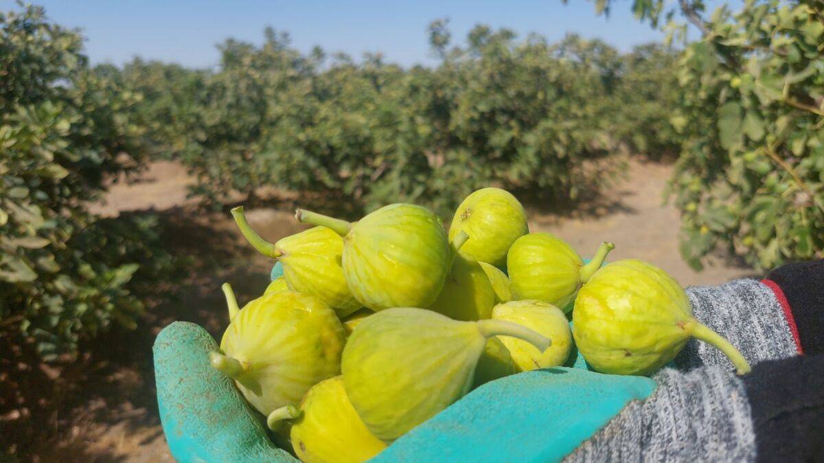 پیام خراسان