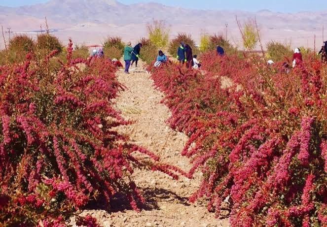 وقف باغ زرشک در روستای چهکند مود سربیشه