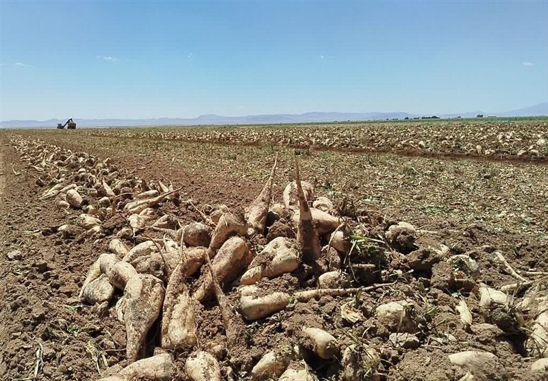 پیش‌بینی برداشت ۶ هزار تن چغندرقند از مزارع خراسان رضوی