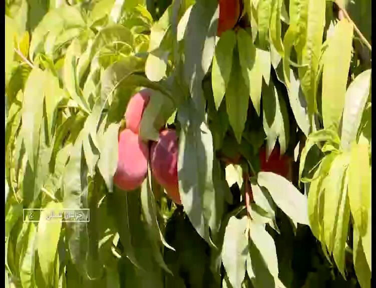 پیام خراسان