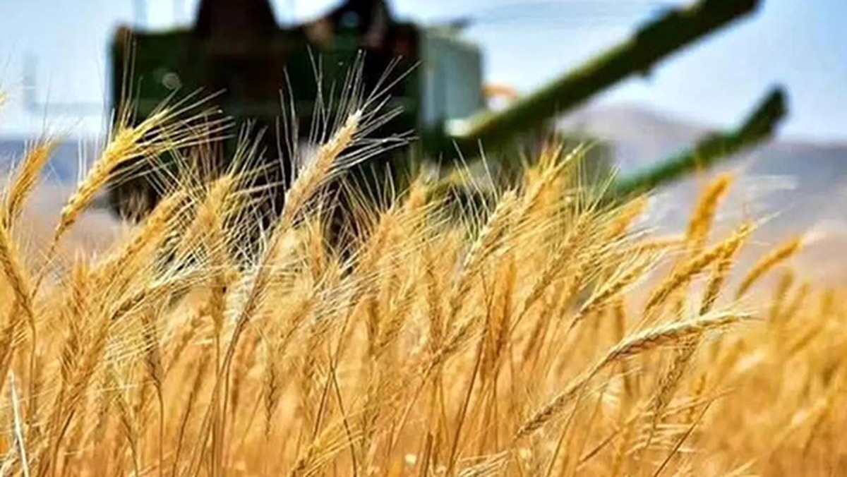 عبور خرید تضمینی گندم در خراسان رضوی از عملکرد خرید در سال گذشته