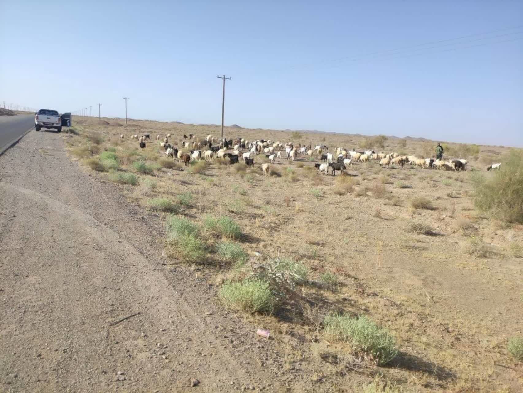 جلوگیری از ورود دام غیرمجاز به محدوده جنگلی خوسف