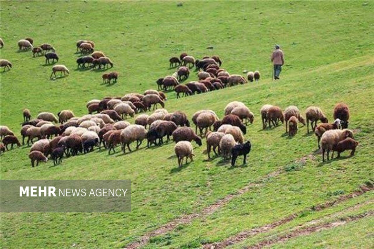 ورود دام‌های غیرمجاز به عرصه‌های جنگلی خوسف متوقف شد