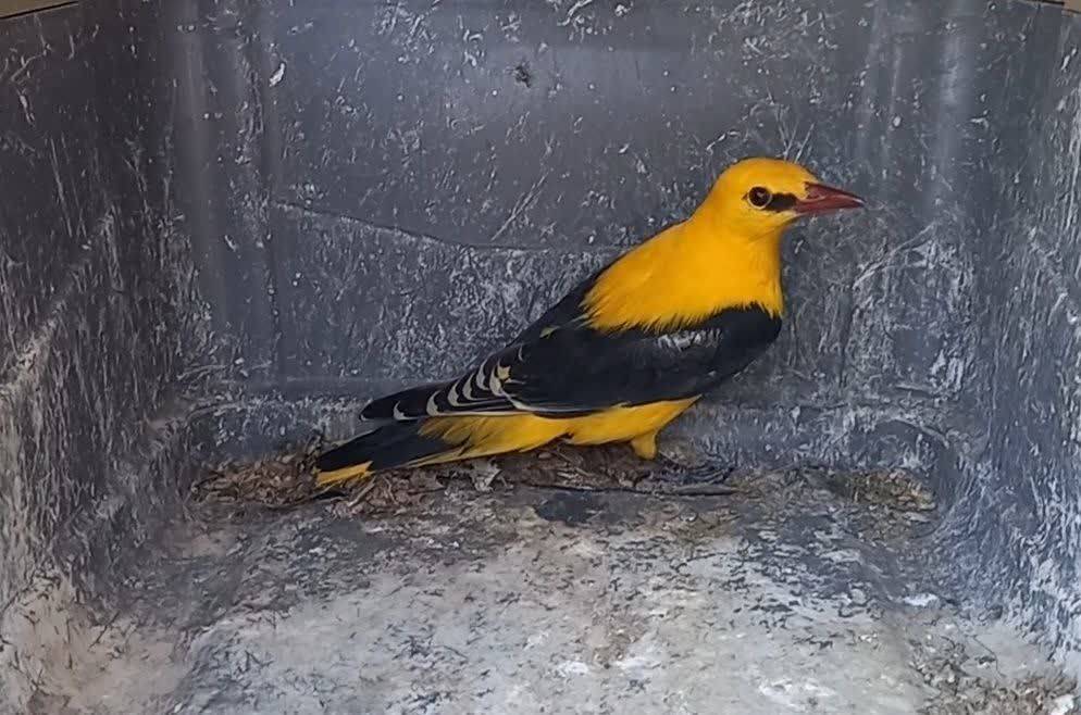 پیام خراسان