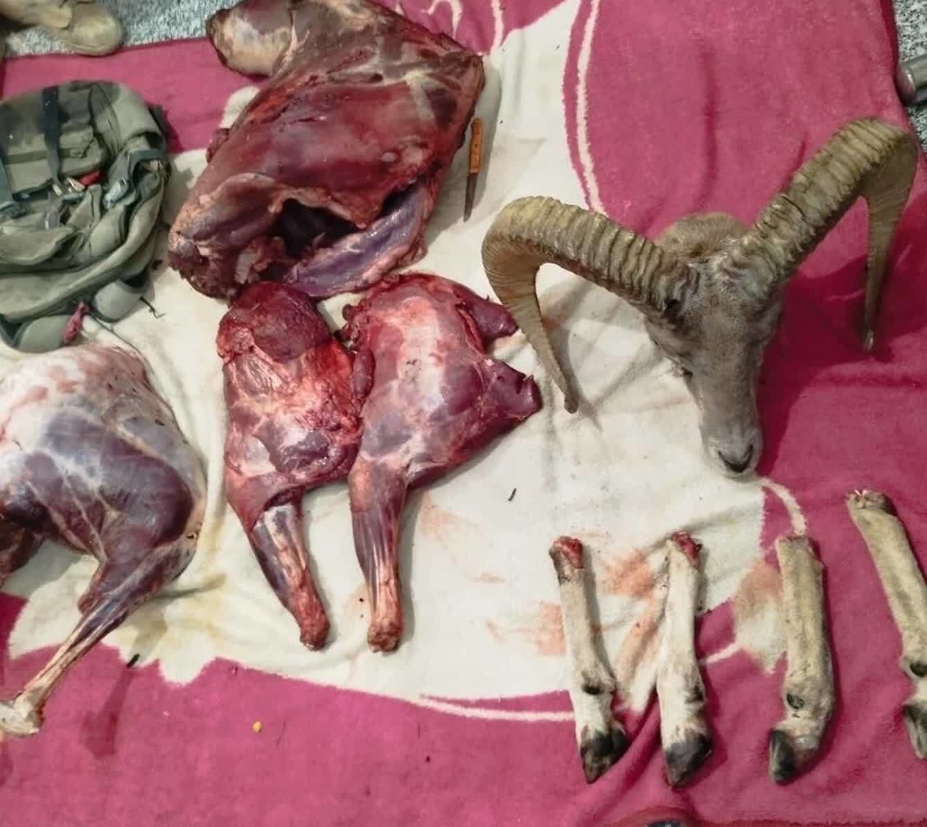 شکارچی متخلف و سابقه دار منطقه حفاظت شده گلیل و سرانی در دام محیطبانان