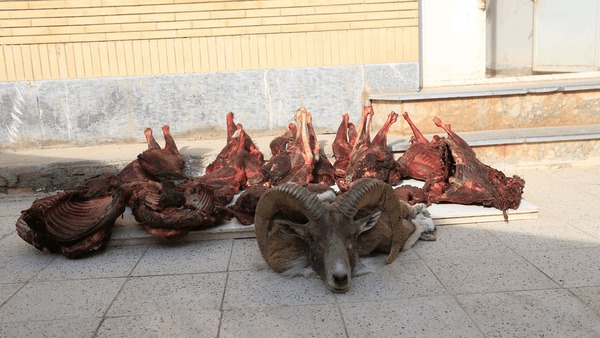 رد خون شکارچیان به خانه‌شان رسید