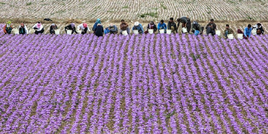 امضا تفاهمنامه راه‌ اندازی مرکز توسعه کسب و کار‌های حوزه زعفران در مشهد
