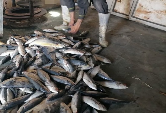 معدوم کردن۲۹۰ کیلوگرم ماهی غیر بهداشتی و بدون مجوز بهداشتی در بیرجند