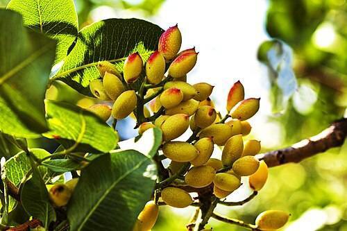 آغاز برداشت پسته از باغات شهرستان خواف