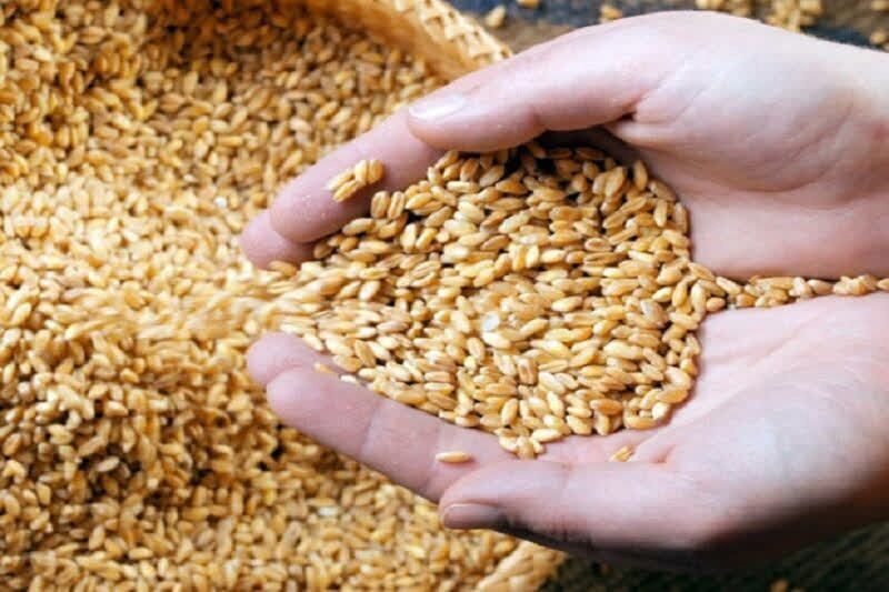 تولید بذر‌های اصلاح شده گندم و جو در خراسان شمالی به ۱۸۰ تن رسید