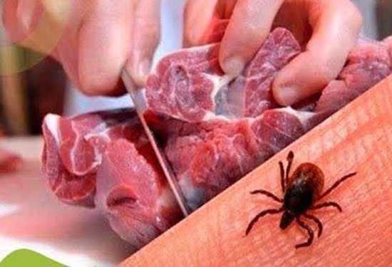 بیماری تب کریمه کنگو در کمین است