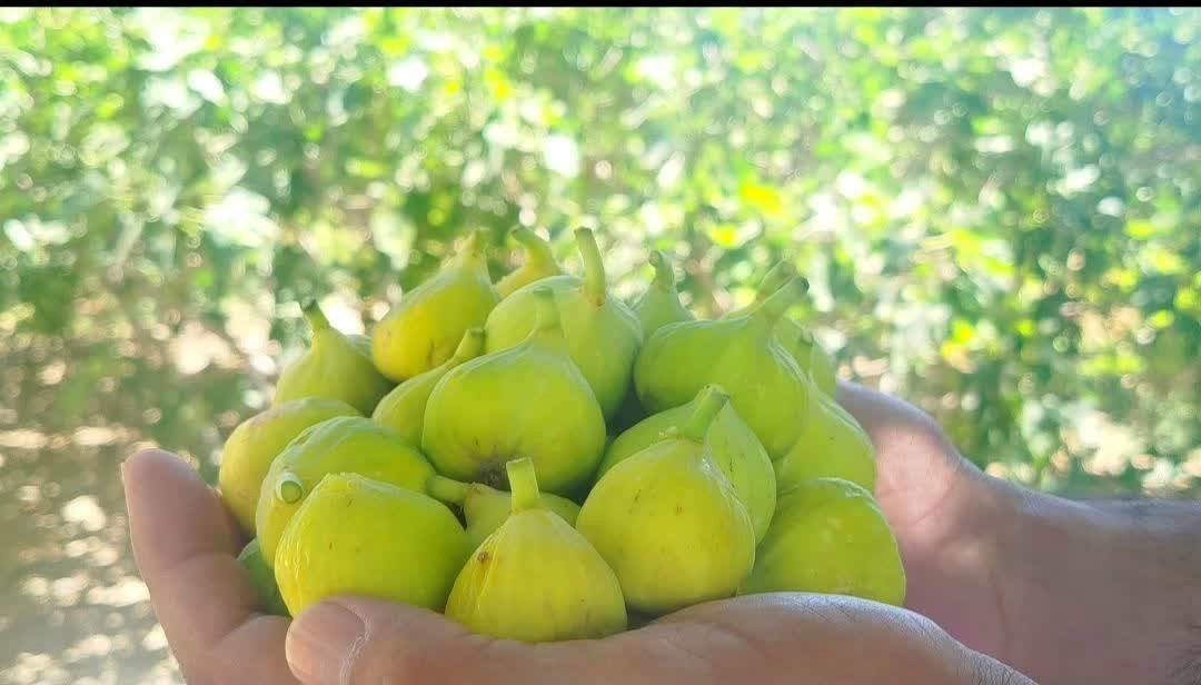 بردسکن، قطب نخست تولید انجیر در خراسان رضوی