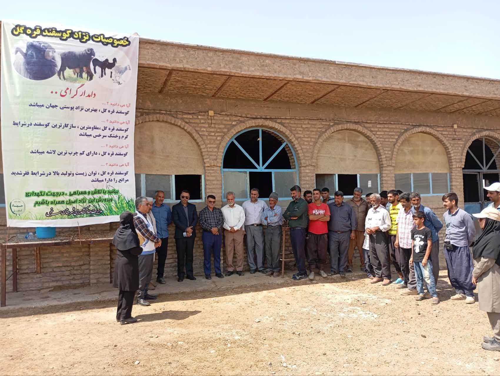 توزیع گوسفند قره گل در ایستگاه اصلاح نژاد سرخس آغاز شد