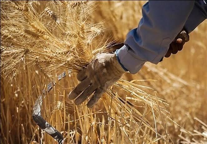 افزایش ۴۳ درصدی تولید گندم در خراسان رضوی